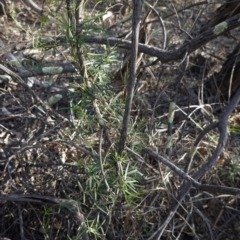 Glycine clandestina at Hughes, ACT - 23 Mar 2020