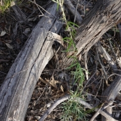 Glycine clandestina at Hughes, ACT - 23 Mar 2020 05:47 PM