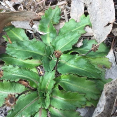 Solenogyne dominii (Smooth Solenogyne) at Murrumbateman, NSW - 8 Sep 2019 by ALCaston