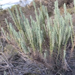 Lavandula stoechas (Spanish Lavender or Topped Lavender) at Mongarlowe River - 23 Mar 2020 by LisaH