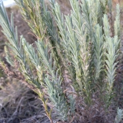 Lavandula stoechas at Mongarlowe, NSW - 23 Mar 2020