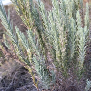 Lavandula stoechas at Mongarlowe, NSW - 23 Mar 2020