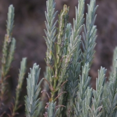 Lavandula stoechas at Mongarlowe, NSW - 23 Mar 2020