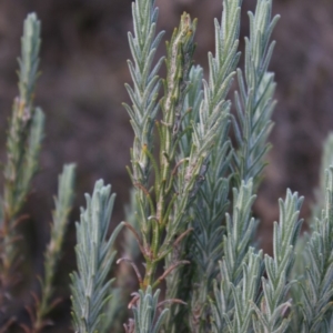 Lavandula stoechas at Mongarlowe, NSW - 23 Mar 2020