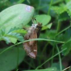 Toxidia doubledayi (Lilac Grass-skipper) at QPRC LGA - 23 Mar 2020 by LisaH