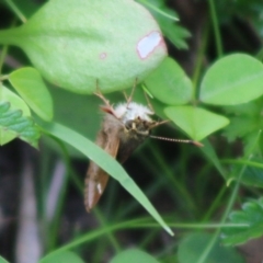 Toxidia doubledayi at Mongarlowe, NSW - 23 Mar 2020