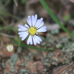 Brachyscome rigidula (Hairy Cut-leaf Daisy) at Mongarlowe River - 23 Mar 2020 by LisaH