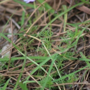 Brachyscome rigidula at Mongarlowe, NSW - 23 Mar 2020 02:43 PM