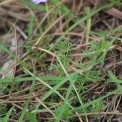 Brachyscome rigidula at Mongarlowe, NSW - 23 Mar 2020