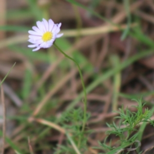 Brachyscome rigidula at Mongarlowe, NSW - 23 Mar 2020 02:43 PM