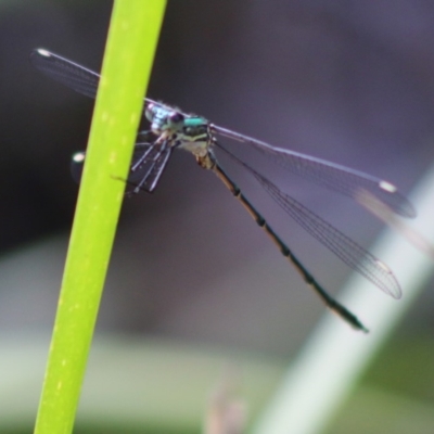 Synlestes weyersii (Bronze Needle) at Mongarlowe, NSW - 23 Mar 2020 by LisaH