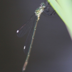 Synlestes weyersii at Mongarlowe, NSW - 23 Mar 2020