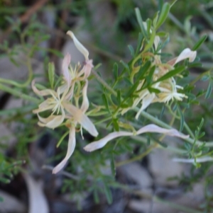 Clematis leptophylla at Murrumbateman, NSW - 1 Oct 2019