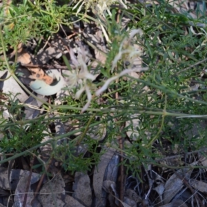 Clematis leptophylla at Murrumbateman, NSW - 1 Oct 2019
