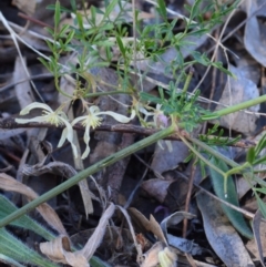 Clematis leptophylla at Murrumbateman, NSW - 1 Oct 2019 12:00 AM