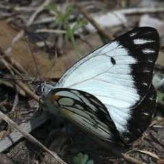 Belenois java (Caper White) at Dolphin Point Bushcare - 21 Mar 2020 by jbromilow50