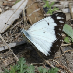 Belenois java at Dolphin Point, NSW - 21 Mar 2020 11:43 AM