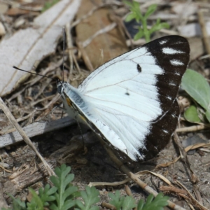 Belenois java at Dolphin Point, NSW - 21 Mar 2020