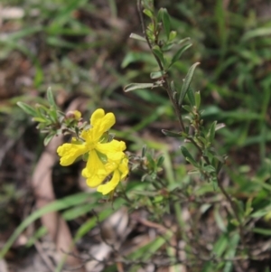 Hibbertia obtusifolia at Mongarlowe, NSW - 23 Mar 2020