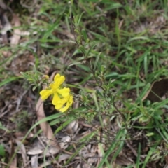 Hibbertia obtusifolia at Mongarlowe, NSW - 23 Mar 2020