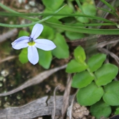 Lobelia pedunculata (Matted Pratia) at Mongarlowe River - 23 Mar 2020 by LisaH