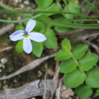 Lobelia pedunculata (Matted Pratia) at Mongarlowe, NSW - 23 Mar 2020 by LisaH