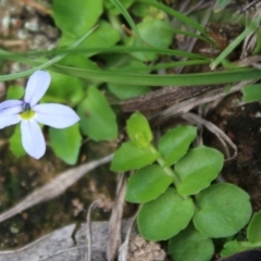 Lobelia pedunculata at Mongarlowe, NSW - 23 Mar 2020 02:06 PM