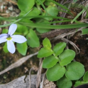 Lobelia pedunculata at Mongarlowe, NSW - 23 Mar 2020