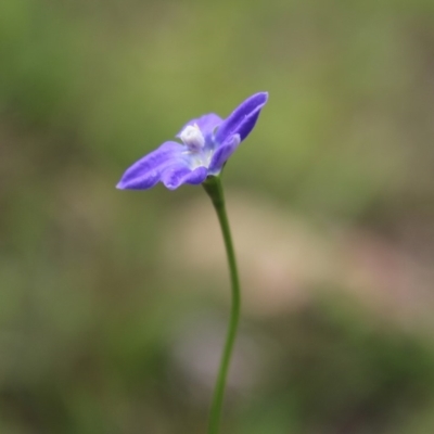 Wahlenbergia sp. (Bluebell) at Mongarlowe River - 23 Mar 2020 by LisaH