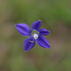 Wahlenbergia sp. at Mongarlowe, NSW - 23 Mar 2020