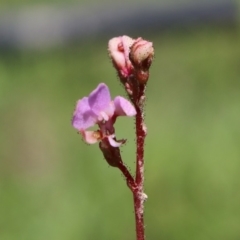 Stylidium (genus) (Trigger Plant) at Charleys Forest, NSW - 23 Mar 2020 by LisaH