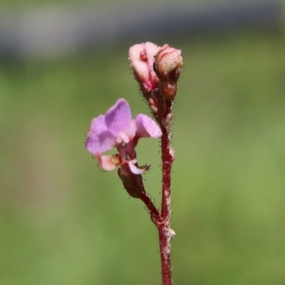 Stylidium (genus) (Trigger Plant) at Charleys Forest, NSW - 23 Mar 2020 by LisaH