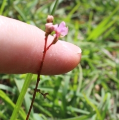 Stylidium sp. at Charleys Forest, NSW - 23 Mar 2020