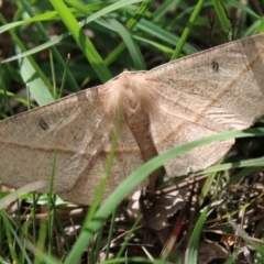 Phallaria ophiusaria (Large Leaf Moth) at Mongarlowe River - 23 Mar 2020 by LisaH