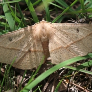 Phallaria ophiusaria at Mongarlowe, NSW - 23 Mar 2020