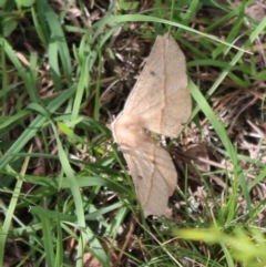 Phallaria ophiusaria at Mongarlowe, NSW - 23 Mar 2020