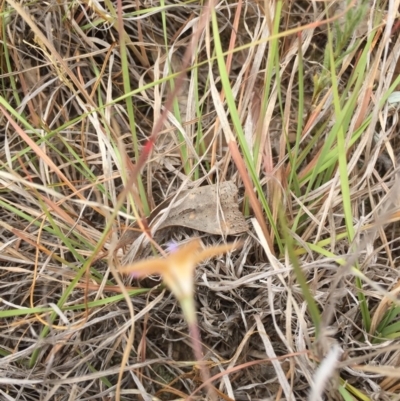 Wahlenbergia luteola (Yellowish Bluebell) at Murrumbateman, NSW - 30 Oct 2019 by ALCaston