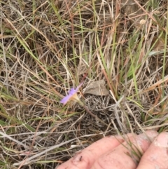 Wahlenbergia luteola at Murrumbateman, NSW - 30 Oct 2019 12:00 AM