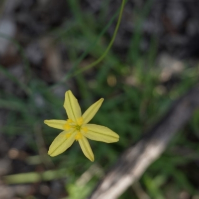 Tricoryne elatior (Yellow Rush Lily) at Hughes, ACT - 23 Mar 2020 by JackyF