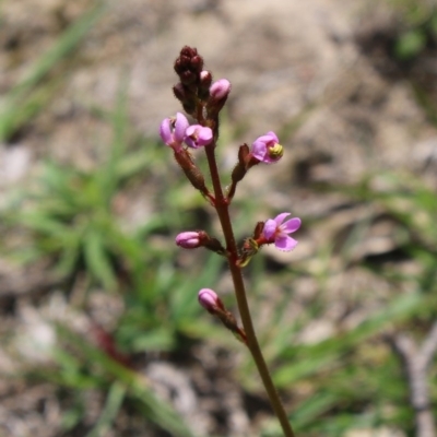 Stylidium sp. (Trigger Plant) at Mongarlowe River - 23 Mar 2020 by LisaH