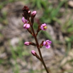 Stylidium sp. at Mongarlowe, NSW - 23 Mar 2020