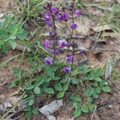 Glycine tabacina (Variable Glycine) at Hughes, ACT - 23 Mar 2020 by JackyF