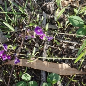 Glycine tabacina at Hughes, ACT - 23 Mar 2020 05:12 PM