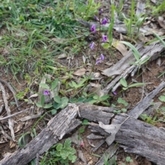 Glycine tabacina at Hughes, ACT - 23 Mar 2020