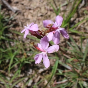 Stylidium armeria subsp. armeria at Mongarlowe, NSW - 23 Mar 2020 01:18 PM