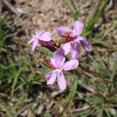 Stylidium armeria subsp. armeria (Trigger Plant) at Mongarlowe, NSW - 23 Mar 2020 by LisaH