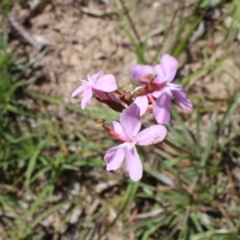 Stylidium armeria subsp. armeria at Mongarlowe, NSW - 23 Mar 2020