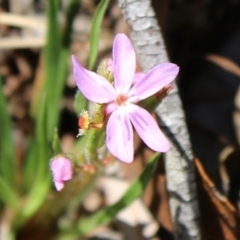 Stylidium armeria subsp. armeria at Mongarlowe, NSW - 23 Mar 2020 01:18 PM