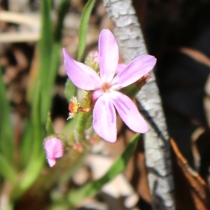 Stylidium armeria subsp. armeria at Mongarlowe, NSW - 23 Mar 2020 01:18 PM