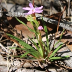 Stylidium armeria subsp. armeria at Mongarlowe, NSW - 23 Mar 2020